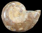 Sliced, Agatized Ammonite Fossil (Half) - Jurassic #54069-1